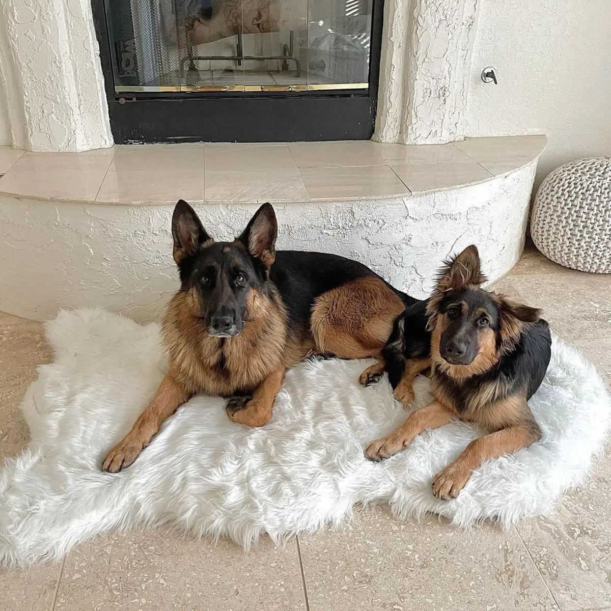 Memory Foam Dog Bed In Polar Bear Faux Fur (Clearance) 2