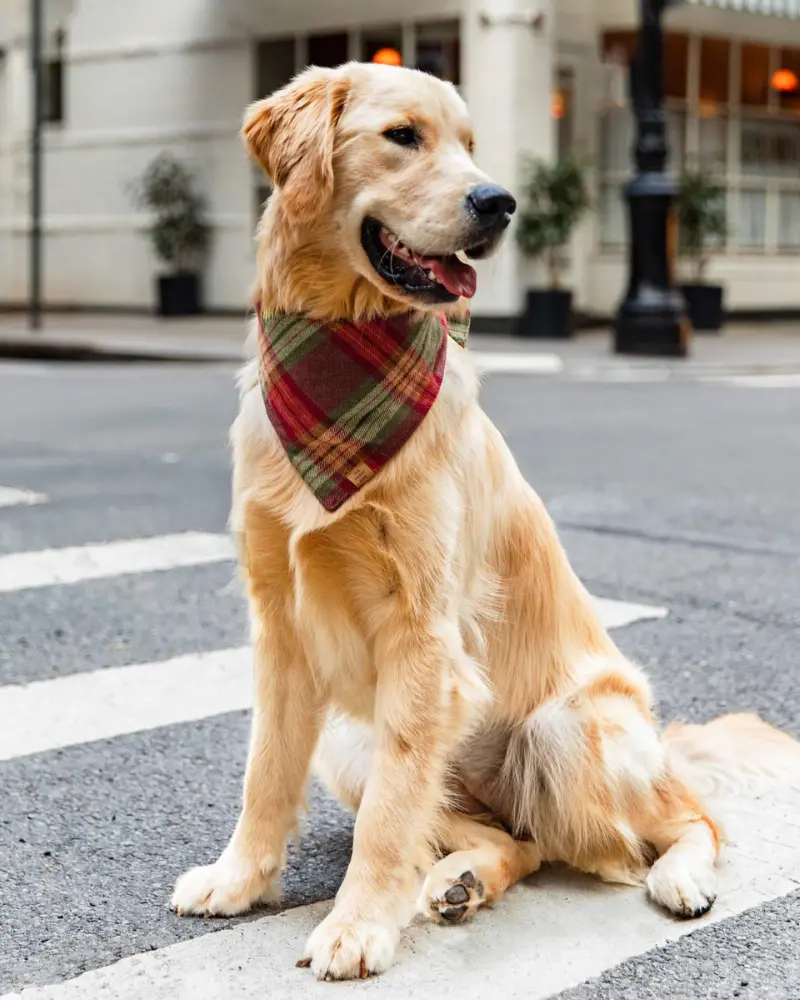 Orchard Plaid Flannel Dog Bandana (Made In The Usa) 1