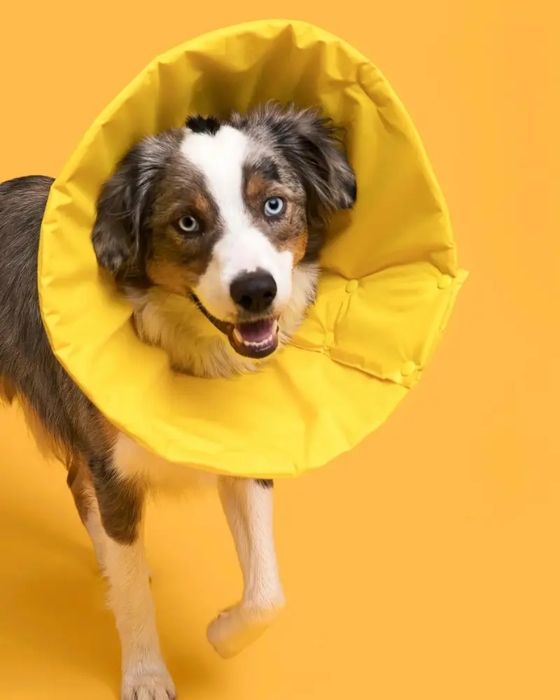 Premium Soft Pet Recovery Cone (Made In The Usa) (Final Sale) 1