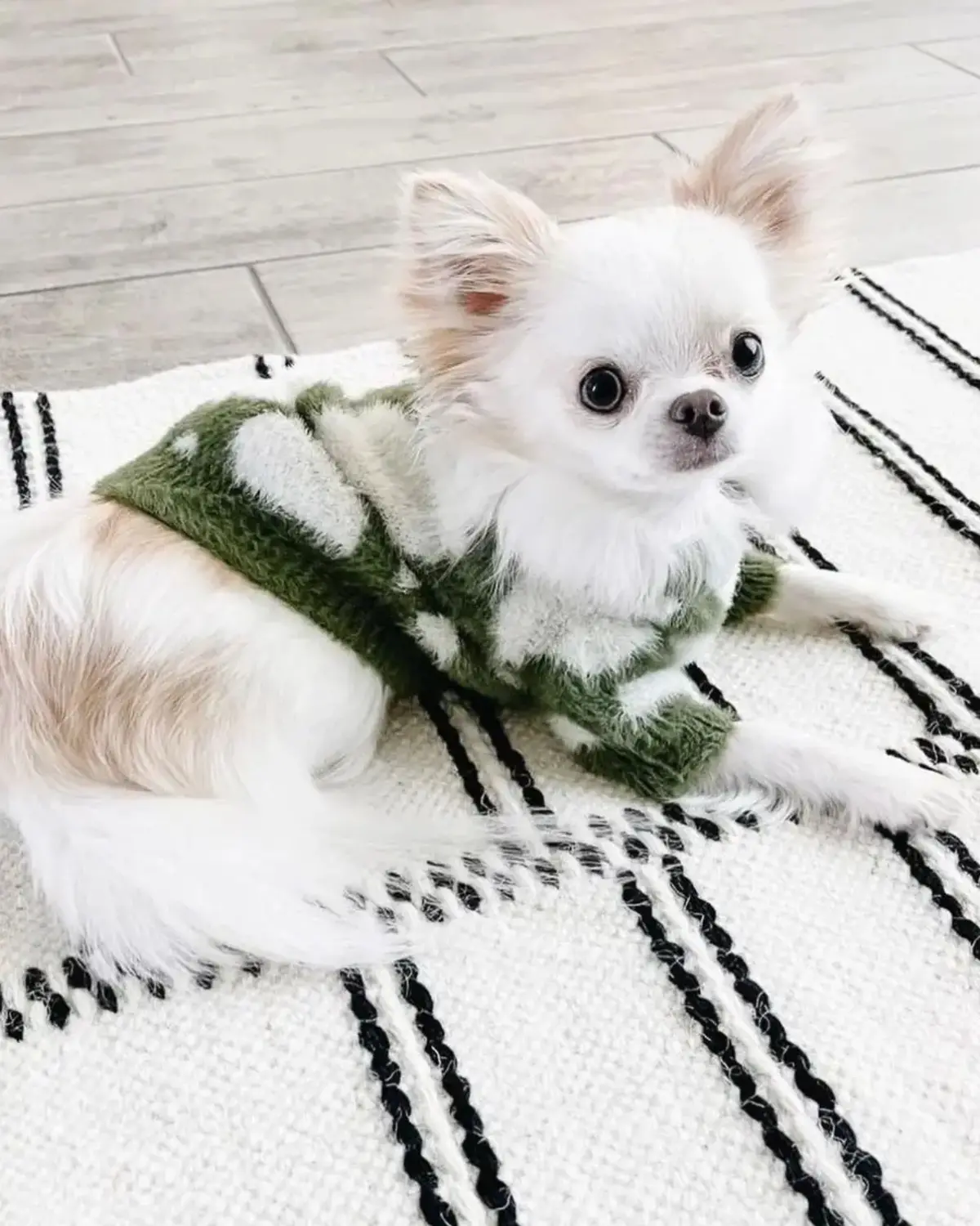 Soft Cloud Pet Sweater (Final Sale) 1