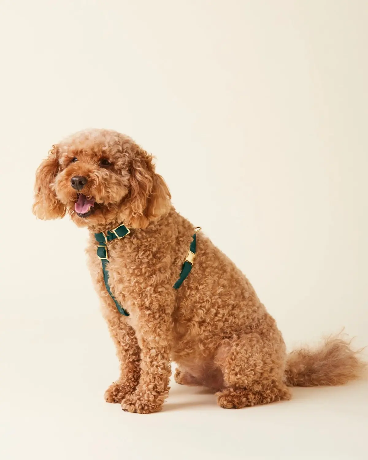 Evergreen Dog Harness (Final Sale) 1