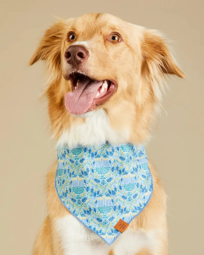 Flora Menorah Hanukkah Bandana For Dogs 1
