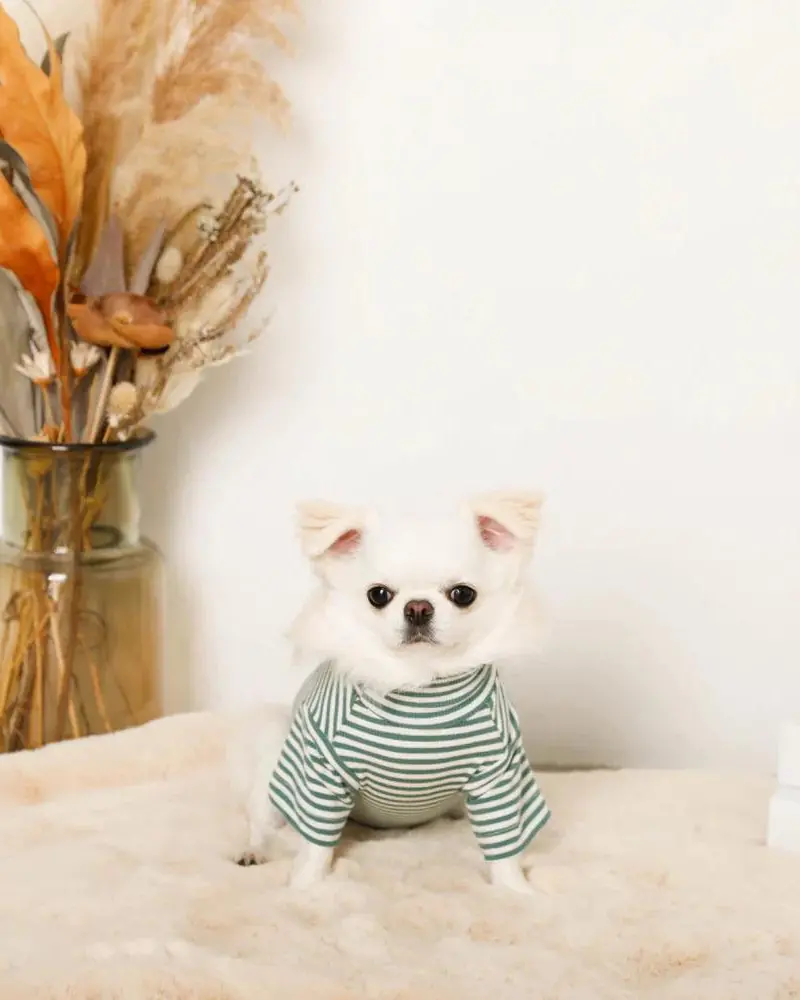 High Neck Striped Dog Shirt 1
