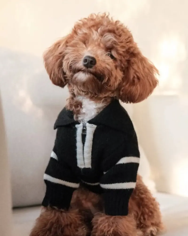 Cortado Striped Zipper Turtleneck Dog Sweater (Final Sale) 1
