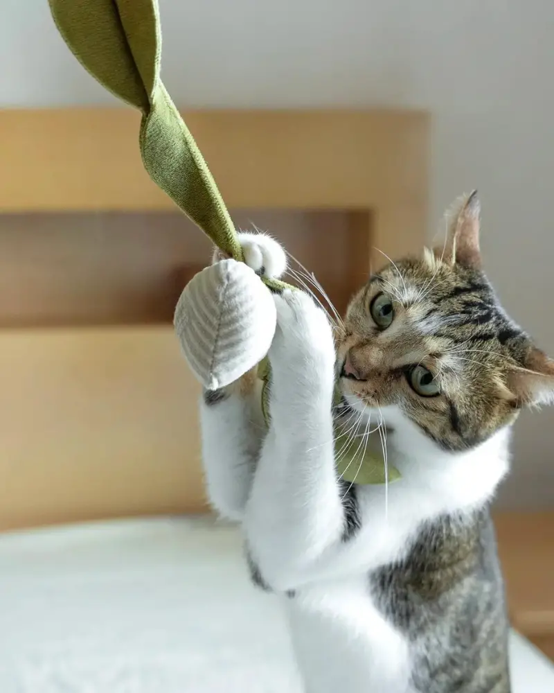 Radish Catnip Toy 1