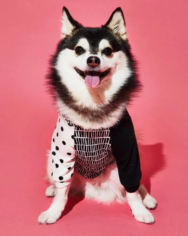 Geometric Print Dog T-Shirt (Made In The Usa) 1