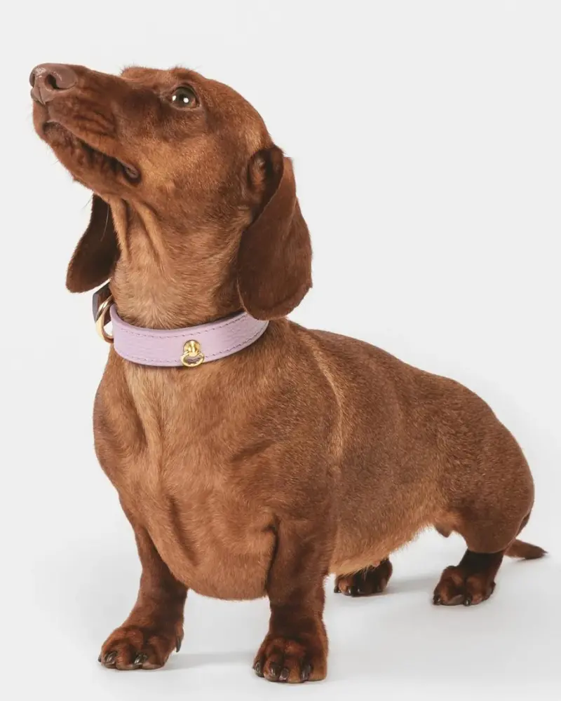 Small Dog Collar In Lavender Leather (Made In Italy) 1