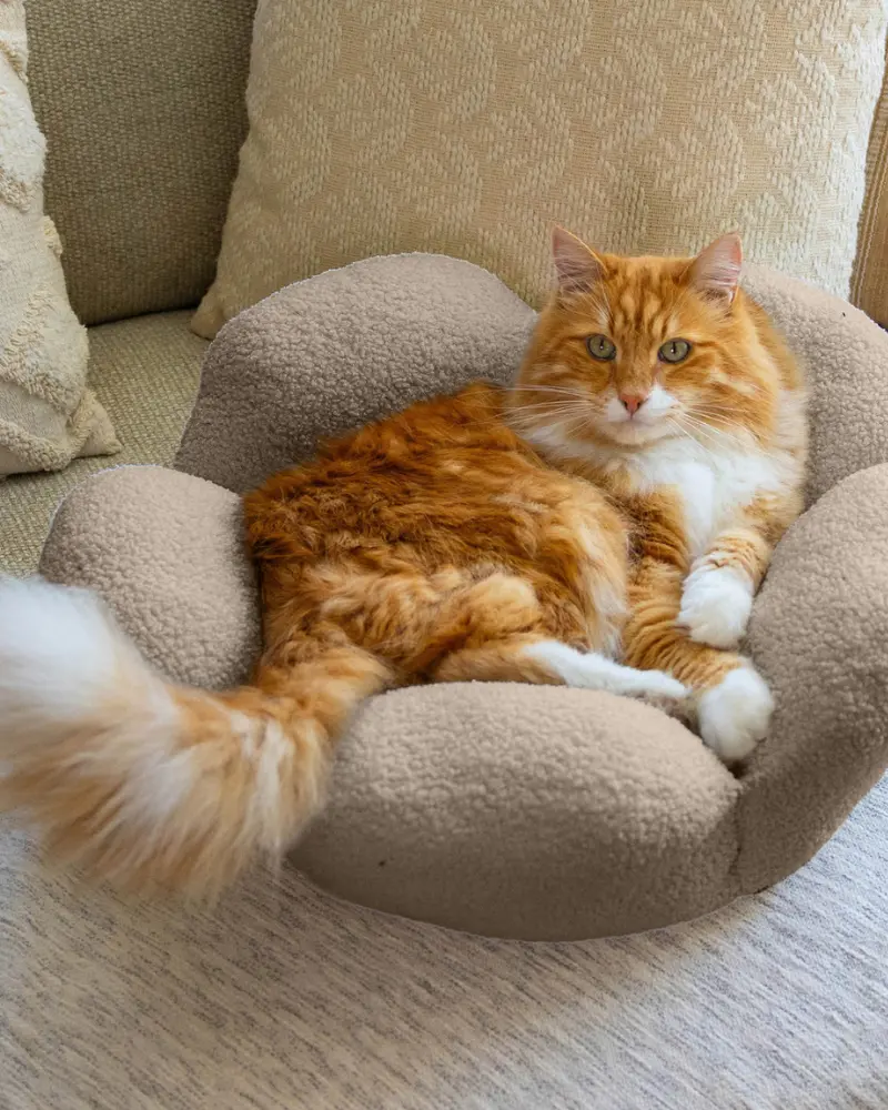 Purrfect Petals Cat Bed In Tan (21") 1