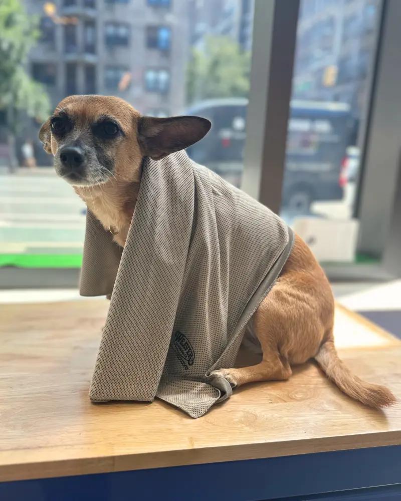 Cooling Dog Towel (24"X36") (Final Sale) 1