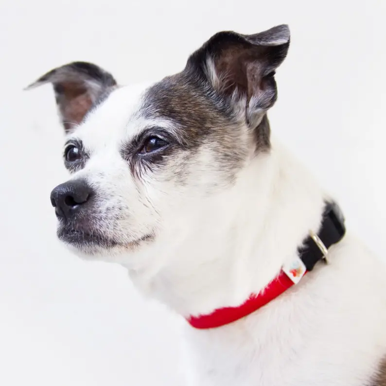 Funston Dog Collar In Red 1
