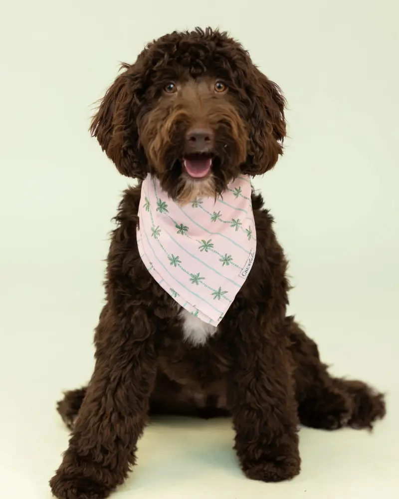 Palm Beach Dog Bandana 1