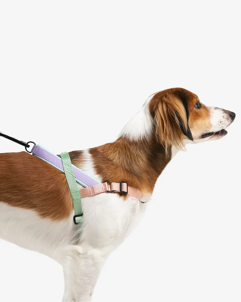 Softerwalk No-Pull Dog Harness In Peach 1