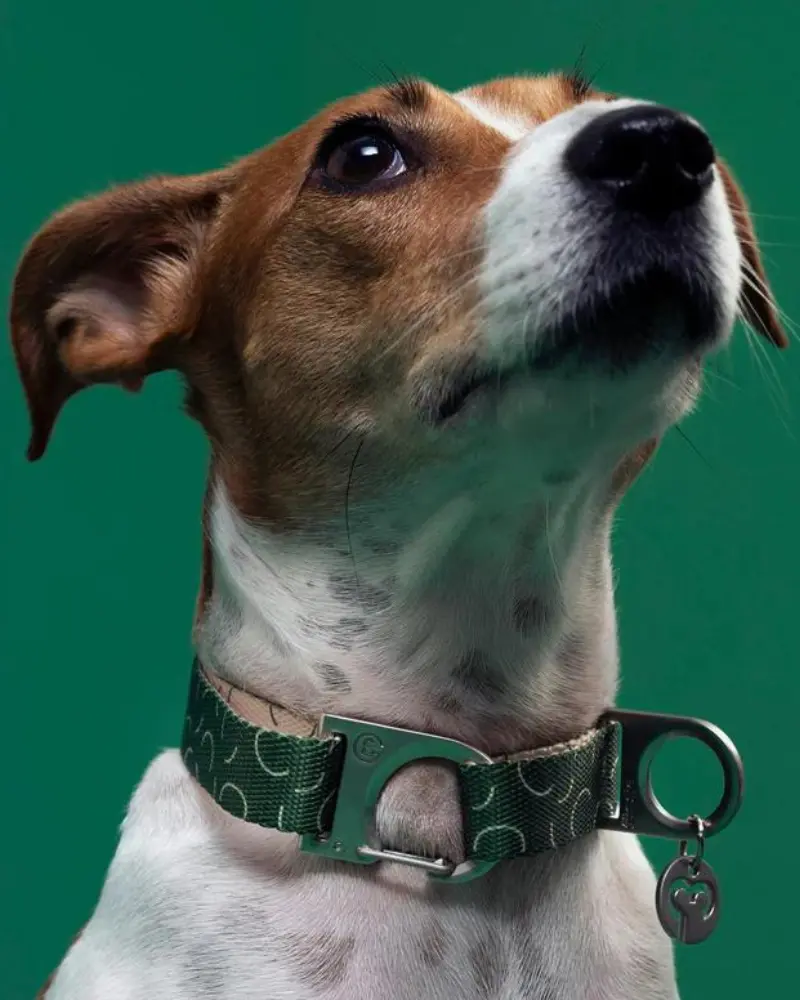 Sabine Vegan Dog Collar (Final Sale) 1