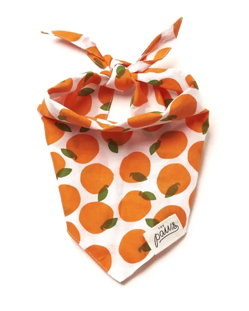 Orange You Pretty Dog Bandana (Final Sale) 1