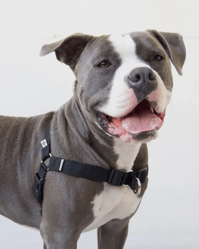 Linden No Pull Front Clip Dog Harness 1