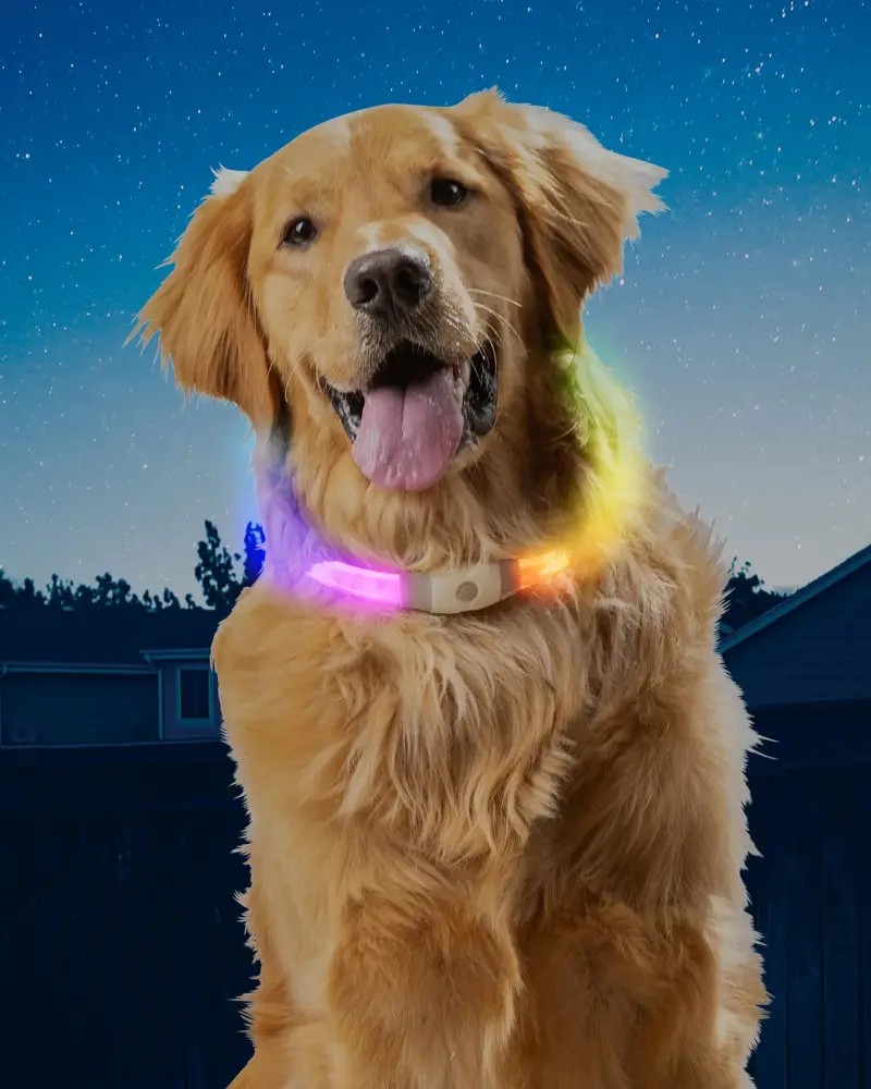 Nitehowl® Max Rechargeable Led Safety Dog Necklace 1