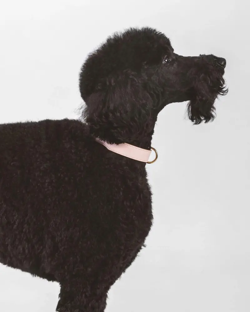Moni Dog Collar In Blush Pink Leather (Made In Italy) (Final Sale) 4