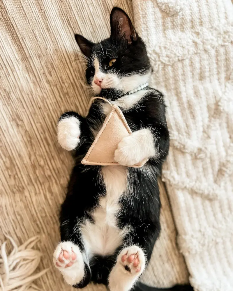 Tea Time Catnip Toy 1