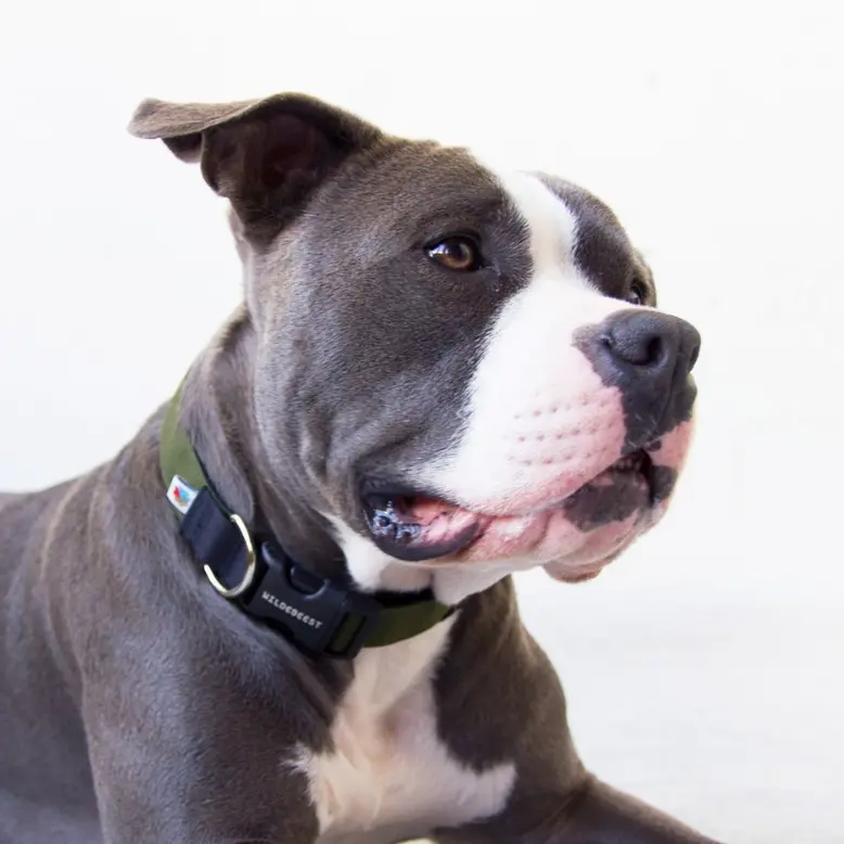 Funston Dog Collar In Olive Green 1