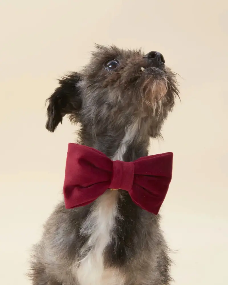 Burgundy Velvet Dog Bow Tie 1