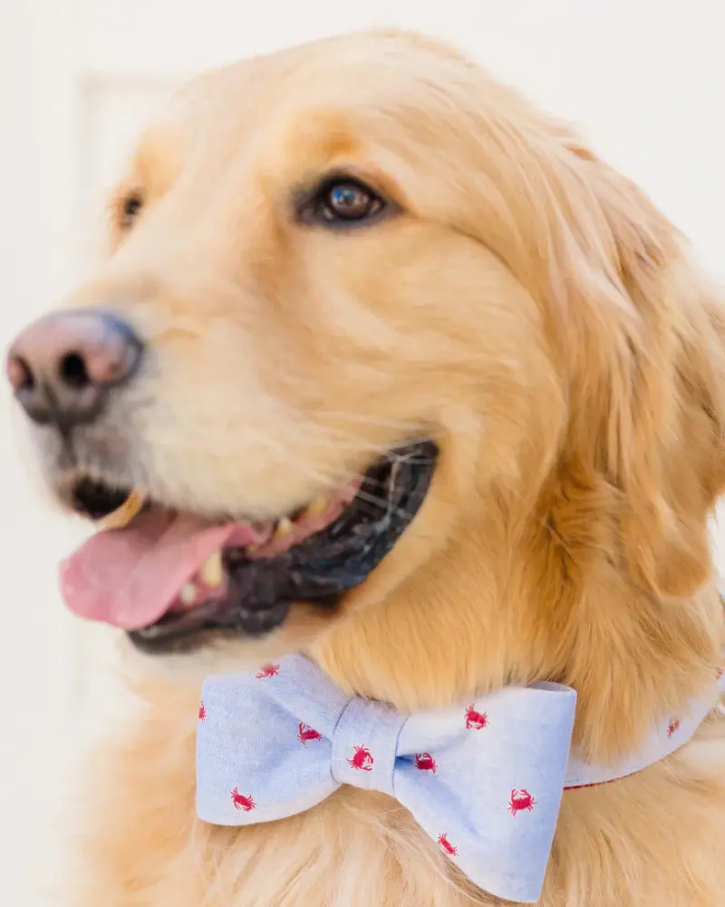 Feeling Crabby Bow Tie Dog Collar (Made In The Usa) 1