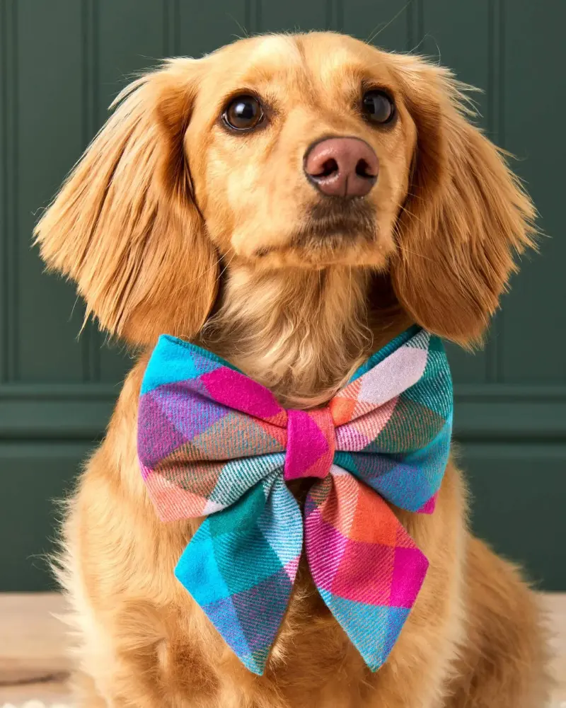 Color Pop Flannel Lady Dog Bow Tie (Made In The Usa) 1