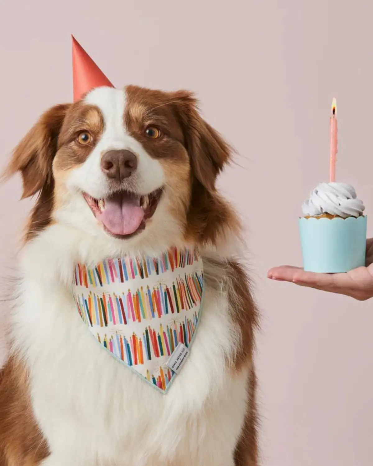 Rifle Paper Co. X Tfd Birthday Candles Dog Bandana 1