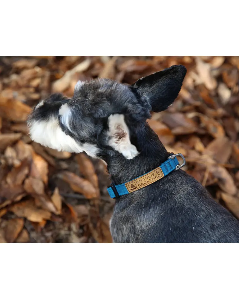 Easy Dog Collar In Teal (Final Sale) 1