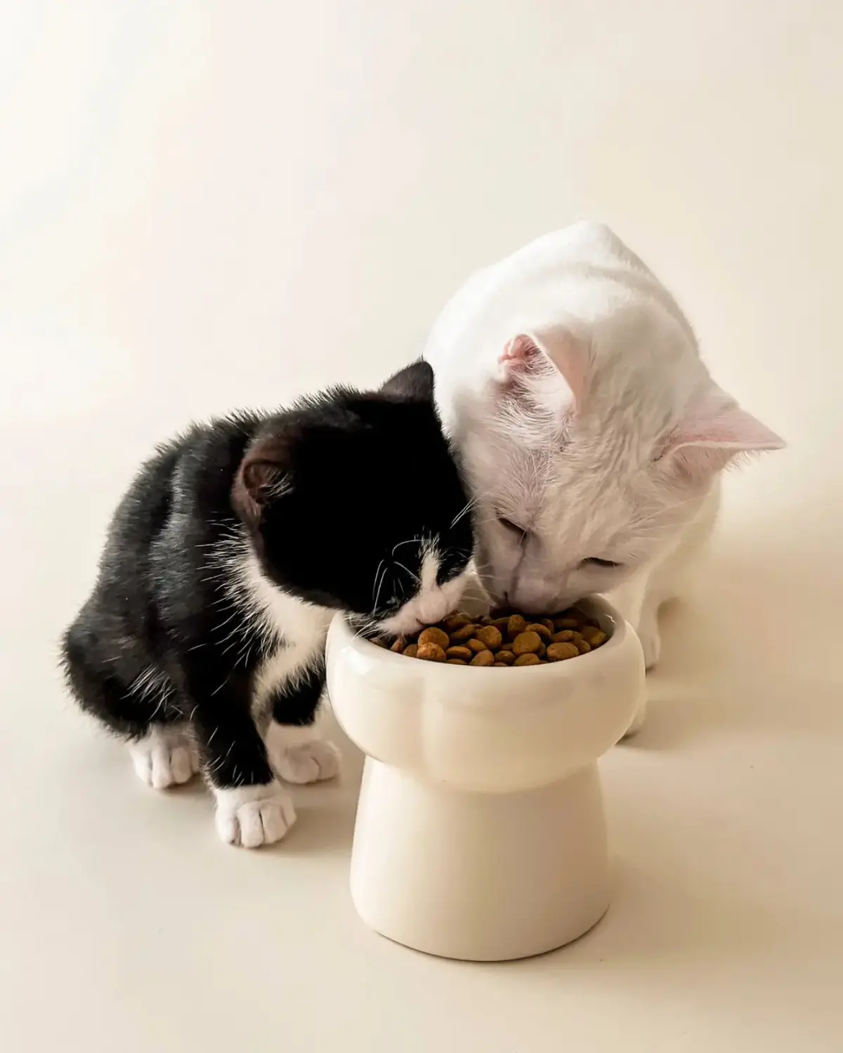 Elevated Pet Food Bowl In Creamy Beige 1