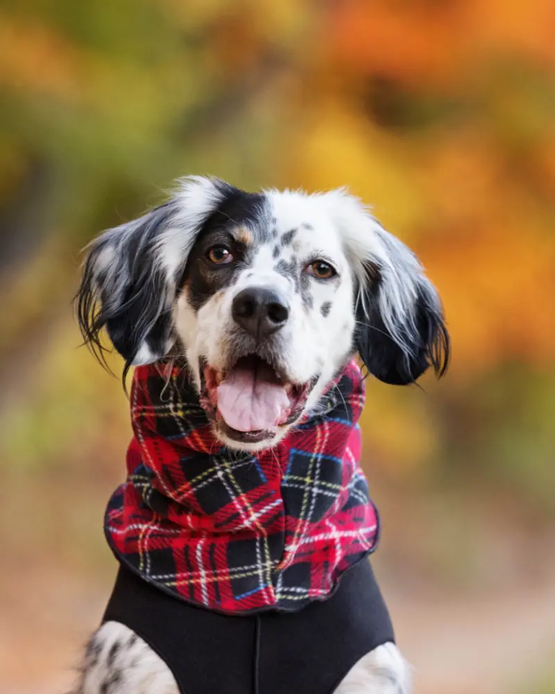 Fleece Dog Snood In Tartan Plaid (Final Sale) 1
