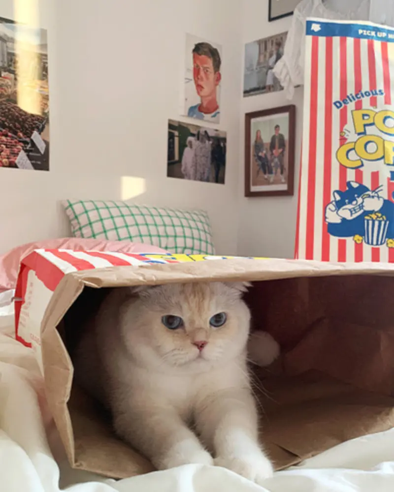 Popcorn Paper Bag Cat Cave Toy 1
