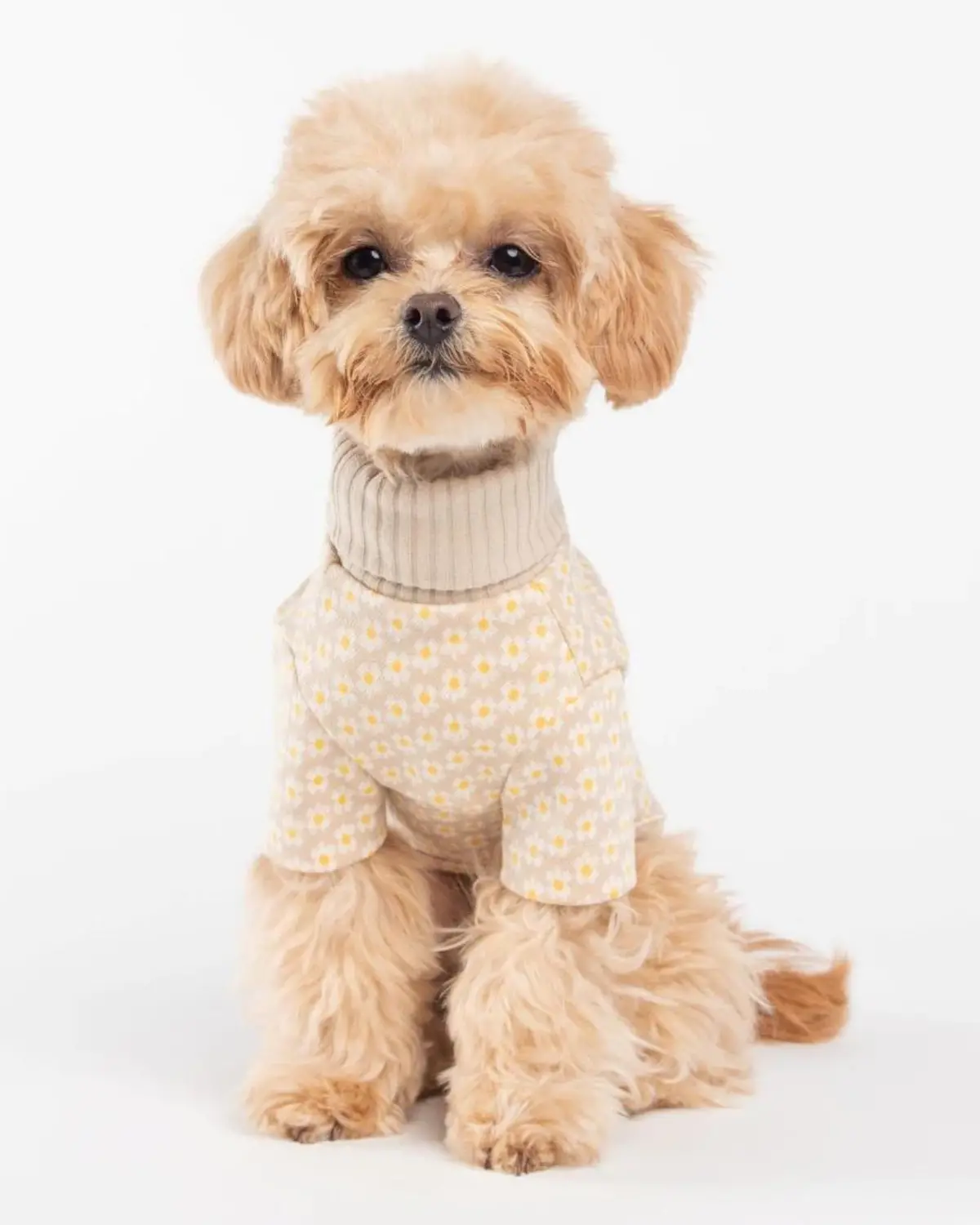 Flower Pattern Dog Knit Sweater In Soft Beige (Final Sale) 1