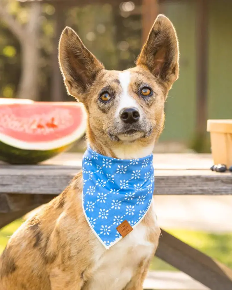 Eyelet Stripe Dog Bandana (Made In The Usa) (Final Sale) 1