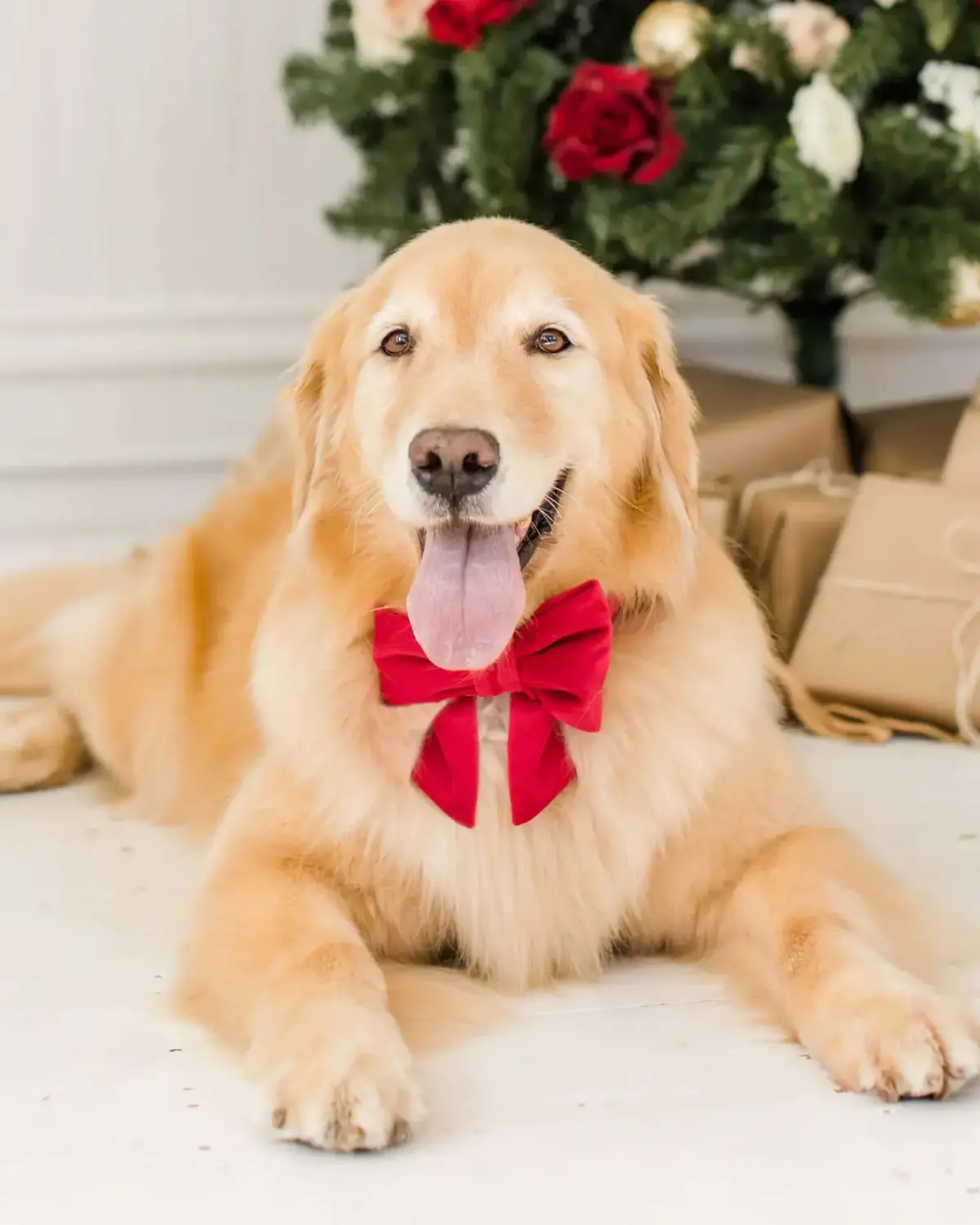 Cranberry Velvet Dog Bow (Made In The Usa) 1