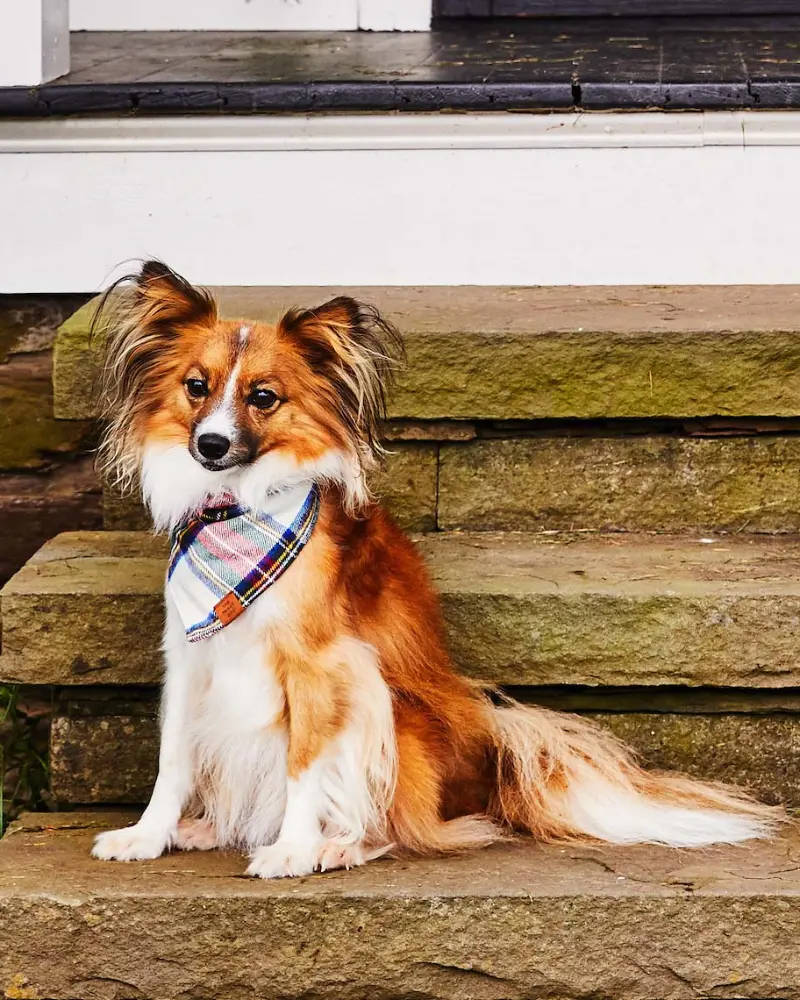 Regent Plaid Flannel Dog Bandana 1
