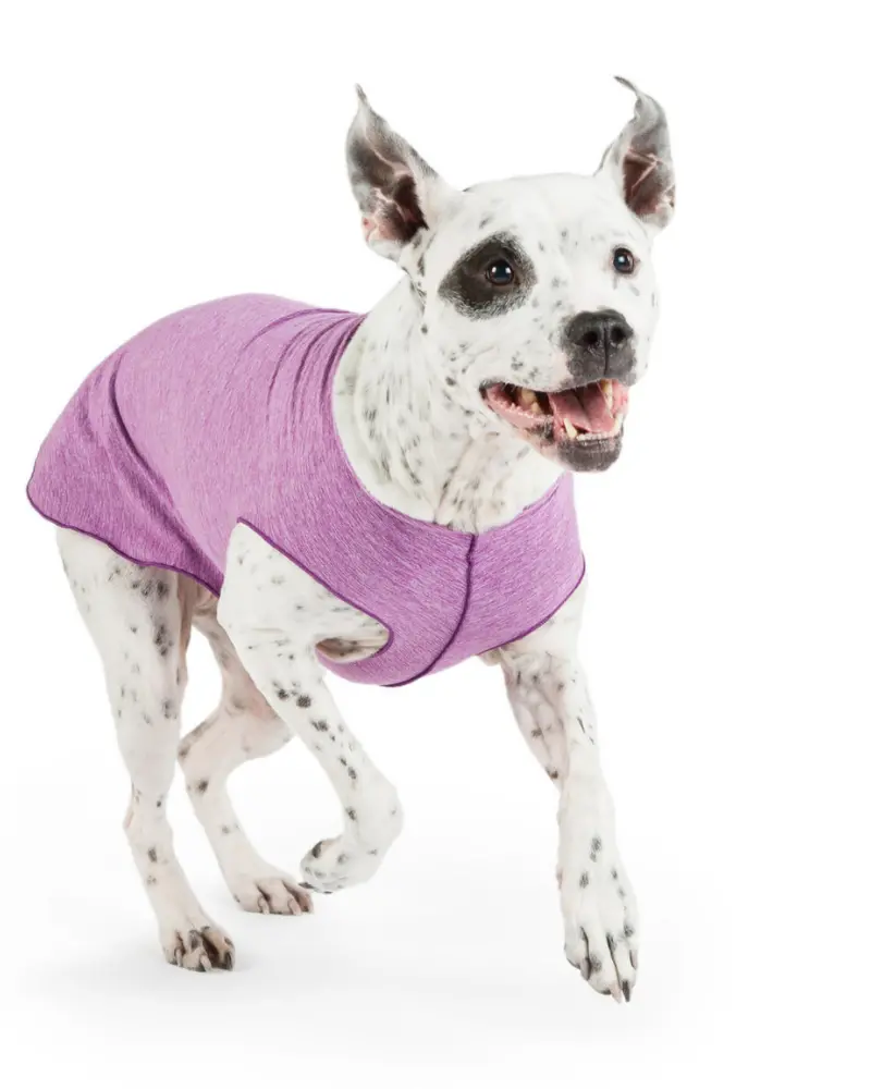 Sun Shield Dog Tee In Violet (Made In The Usa) << Clearance >> 1