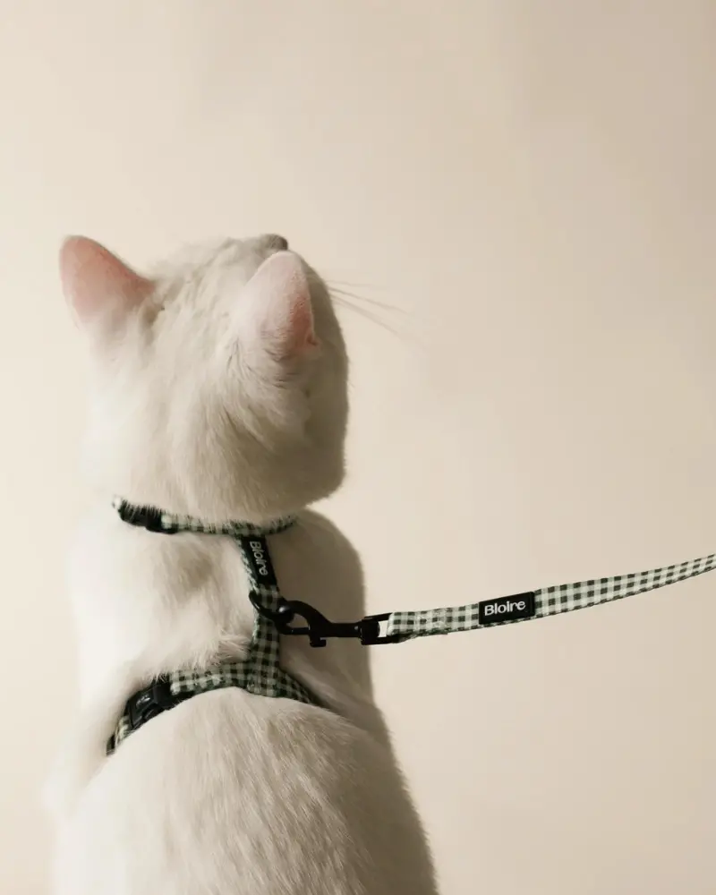 Green Plaid Matching Cat Harness & Leash Set 1