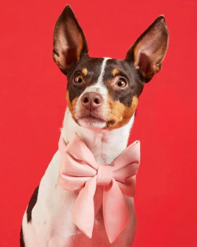 Blush Pink Velvet Dog Lady Bow (Made In The Usa) 1