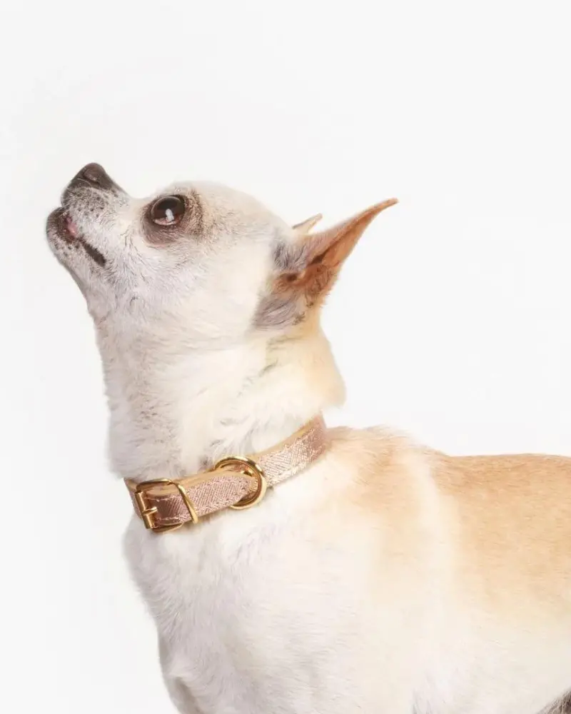 Small Dog Collar In Rose Gold Leather (Made In Italy) (Clearance) 1
