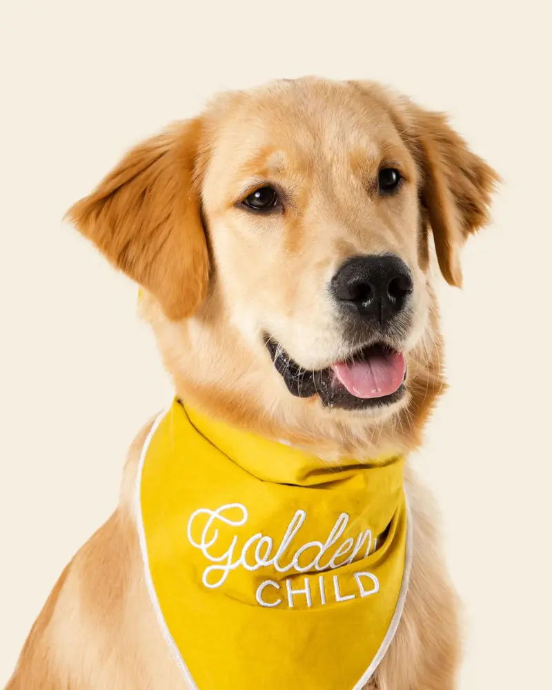 Golden Child Dog Bandana 1