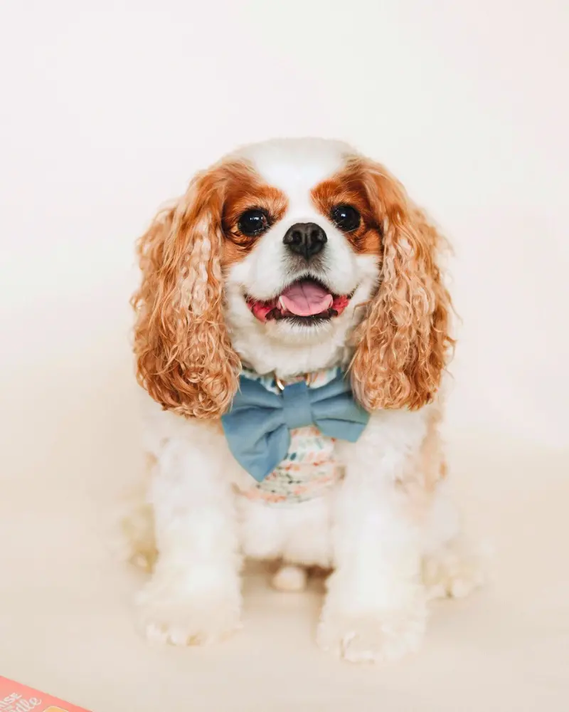 Misty River Classic Velvet Dog Bow Tie (Final Sale) 1