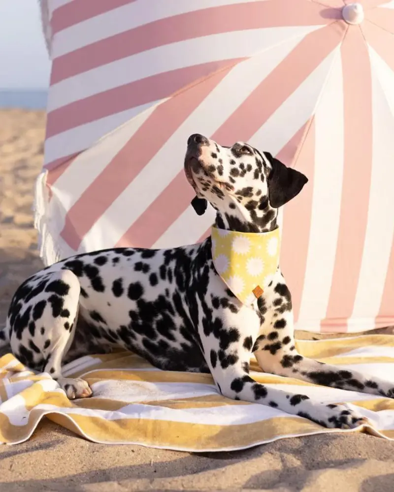 Fun In The Sun Dog Bandana (Made In The Usa) (Final Sale) 1