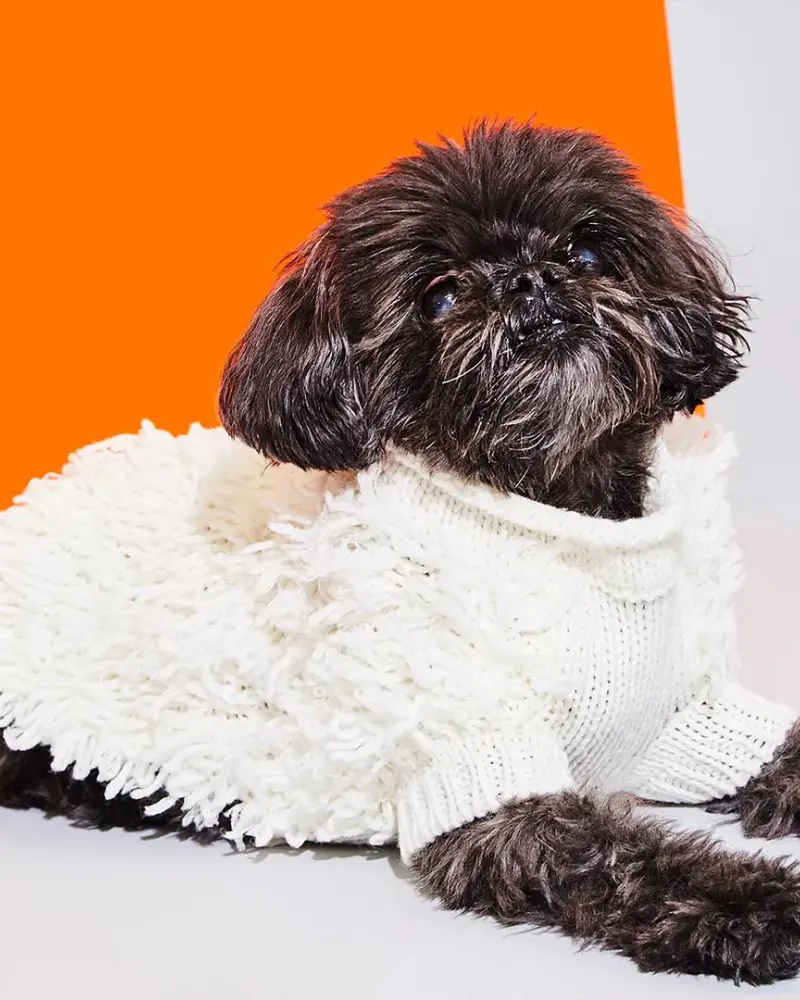Hairy Wool Blend Dog Sweater In Ivory (Final Sale) 1