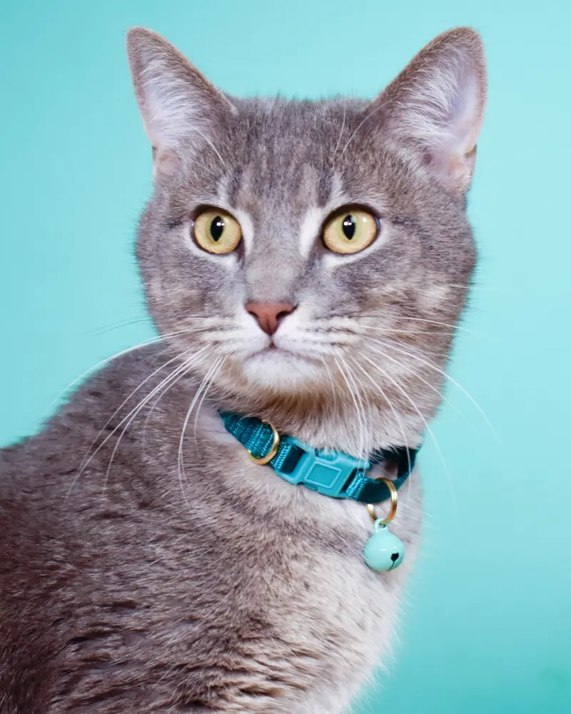 Nylon Breakaway Cat Collar W/ Bell (Made In The Usa) 1