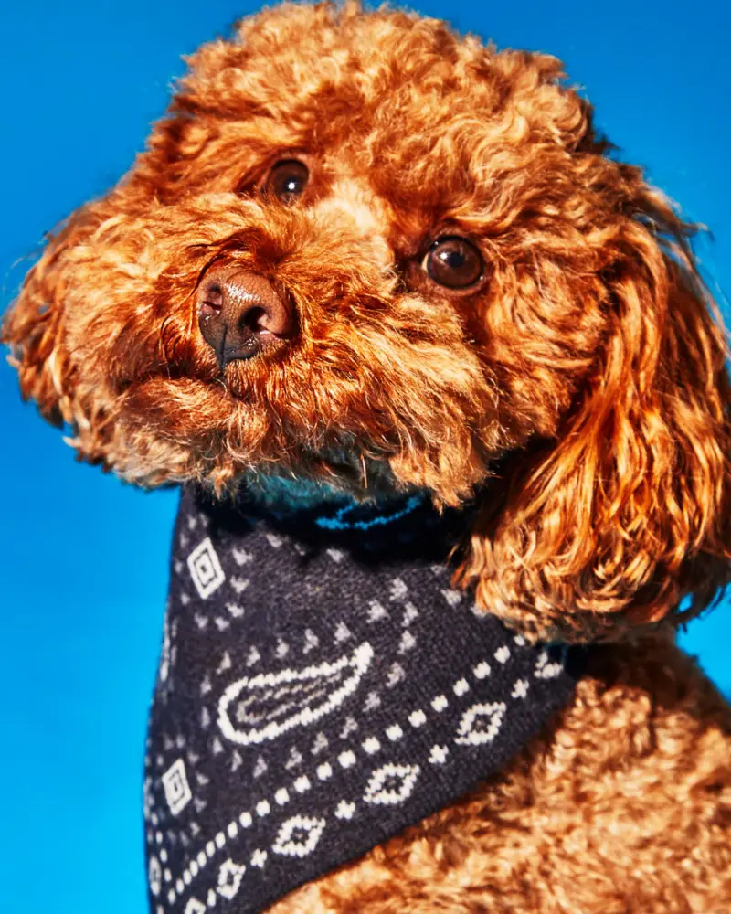 Knit Dog Bandana In Black Merino Wool (Final Sale) 1