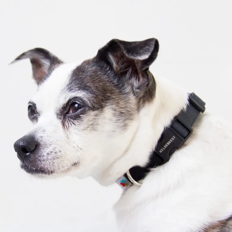 Funston Dog Collar In Black (Clearance) 1