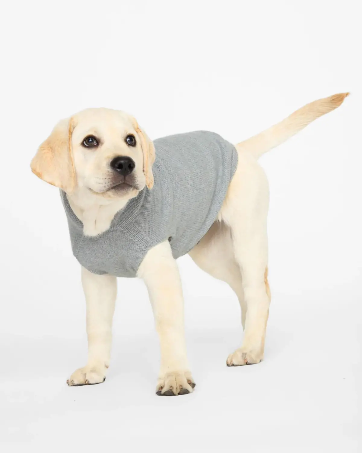 The Cashmere Dog Hoodie Dog & Co X Brochu Walker Exclusive 1