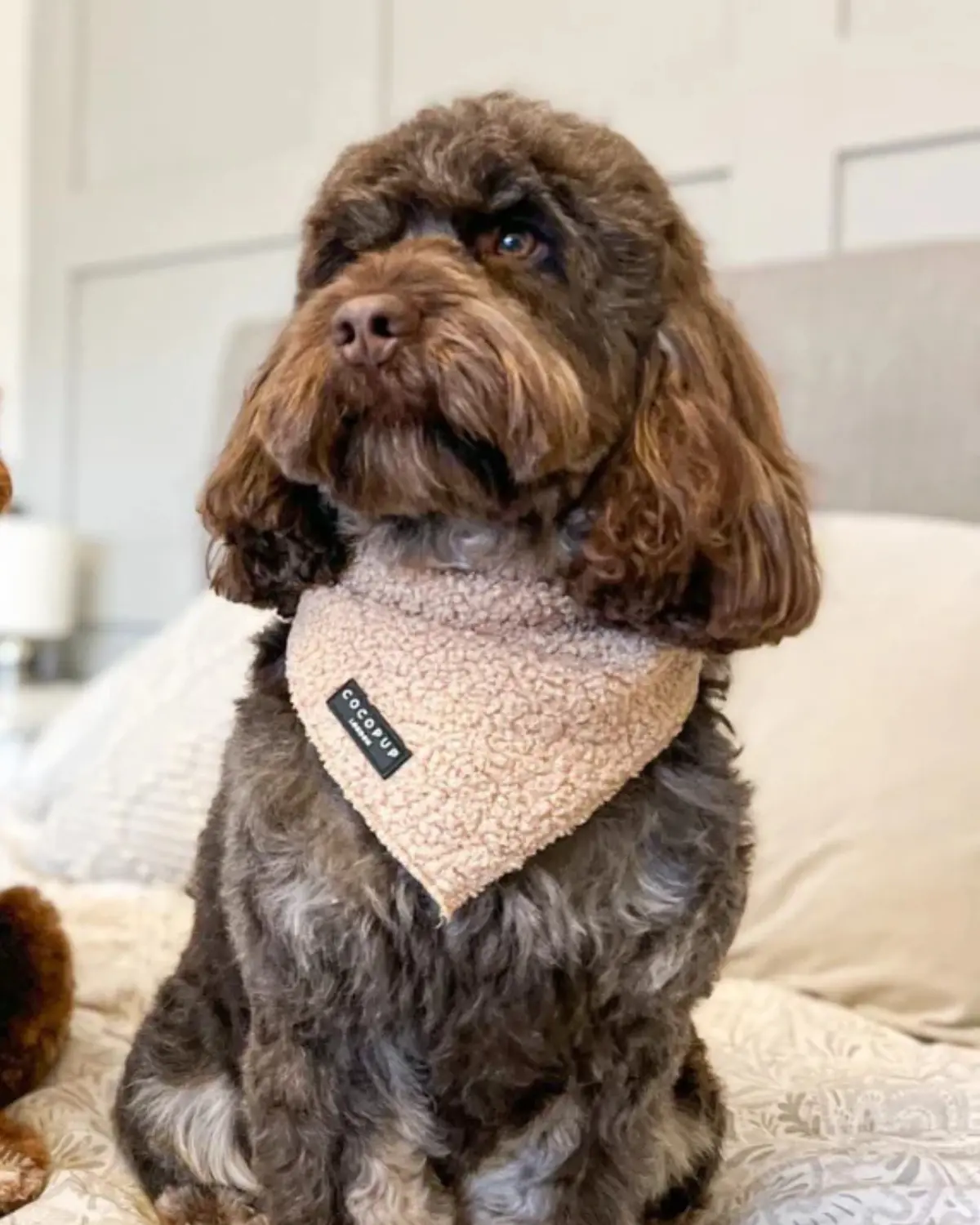 Teddy Dog Bandana (20X20") Final Sale 1
