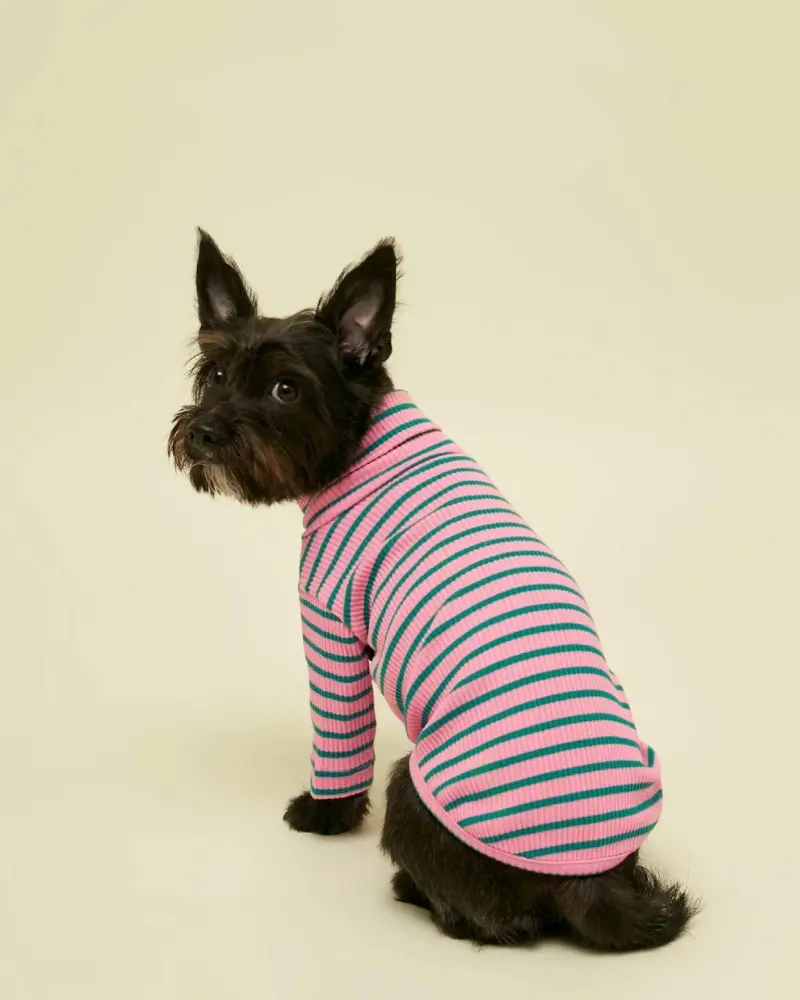 College Dropout Ribbed Dog Pullover 1