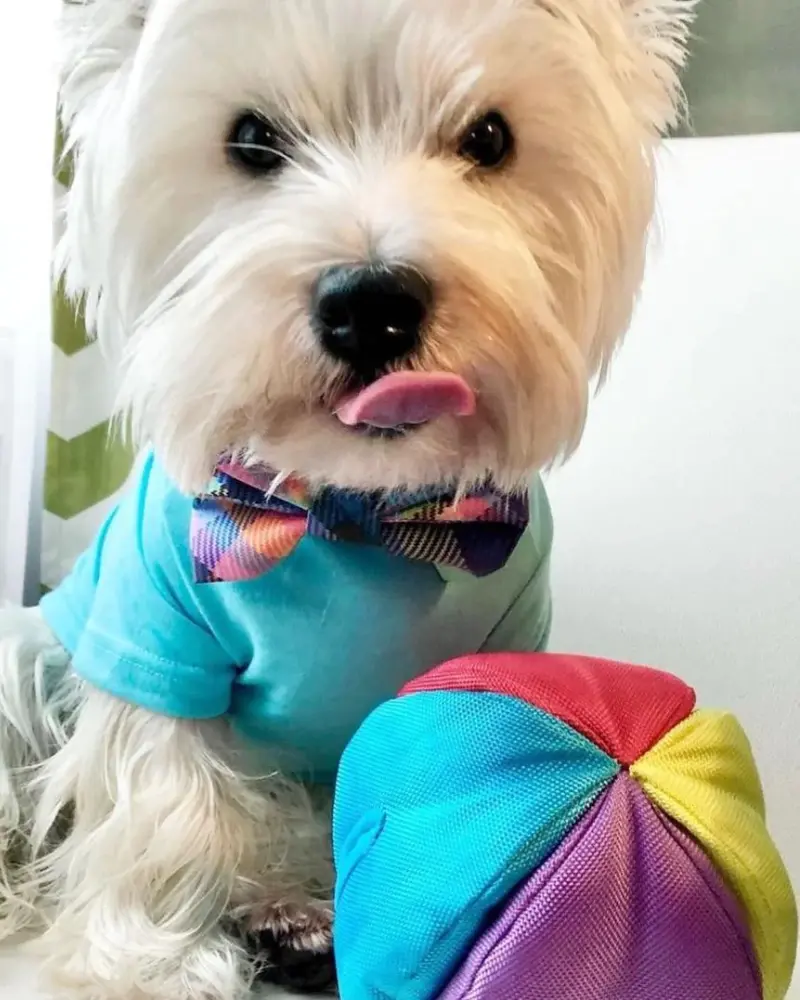 Hide N' Seek Ball Dog Toy 1